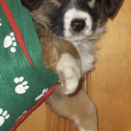 English Shepherds from VannaBlues