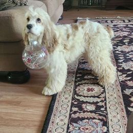 Lilly - Cocker Spaniel