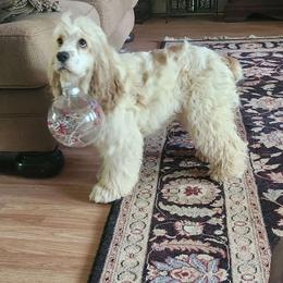 Lilly - Cocker Spaniel