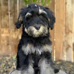 Texas1 (Red) - male Golden Mountain Doodle puppy in Twin Falls, Idaho from Magic Valley Family Doodles