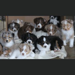 Miniature Australian Shepherds from McDaniel Aussies