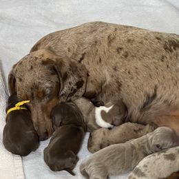 Dachshund Puppies from Jones Royal Kennels