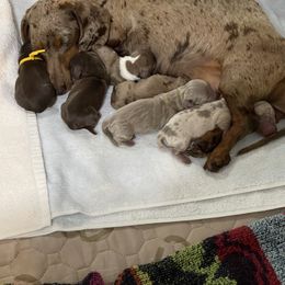 Dachshund Puppies from Jones Royal Kennels