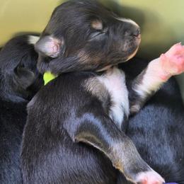Chucky - Black tri-color male Australian Shepherd puppy in Salem, Oregon from Steady Aim Aussies