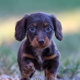 Winnie - Dachshund