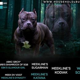 American Bullies from Household 6 Bullies, LLC