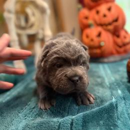 Aspen - Blue dilute male Chinese Shar-Pei puppy in Auburn, Kansas from Justin's Chinese Shar-Pei