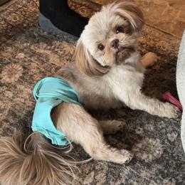 Shih Tzu puppies from HonorRae Shih Tzu