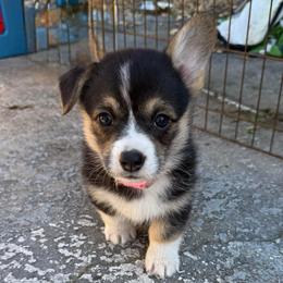 Eve - Black and tan female Pembroke Welsh Corgi puppy in Saint Johns, Florida from Colebrooke Farm