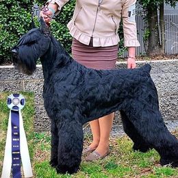 Giant Schnauzers from Work of Art Giant Schnauzers