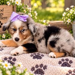 Purple - Blue merle female Miniature Australian Shepherd puppy in 32046, Florida from River Hill Ranch