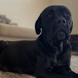 Cane Corso puppies from Jada's Cani Corsi