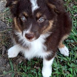 Aussiedoodle and Miniature Australian Shepherd Puppies from Aussies Acre