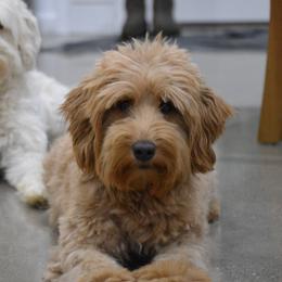 Australian Labradoodle All Grown Up from Chestnut Hill Australian Labradoodles