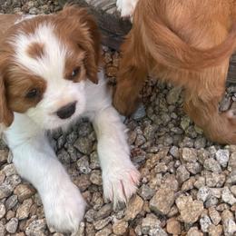 Liam - Blenheim male Cavalier King Charles Spaniel puppy in Phoenix, Arizona from Royal Desert Cavaliers