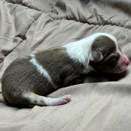 Boy 3 - Red merle male Miniature Australian Shepherd puppy in Olean, New York from Windy River Mini Aussie