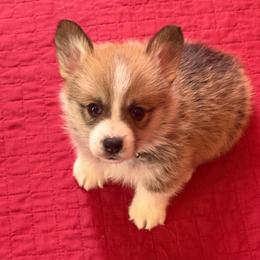 Brown Collar - Red male Pembroke Welsh Corgi puppy in Abingdon, Virginia from Em-K Kennels