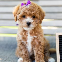 Girl 3 - Goldendoodle puppy in Riverton, Utah from Utah Doodlebug