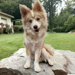 Pomskies from Pocket Pomskys