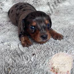 Hermione - Dapple female Dachshund puppy in Lufkin, Texas from CSW Dachshunds