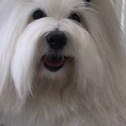 Cotons de Tulear from Kanto Cotons