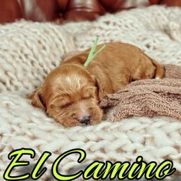 El Camino - Red female Australian Labradoodle puppy in Decatur, Alabama from Southern Meadows Doodles