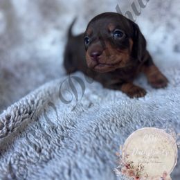 Autumn - Chocolate and tan female Dachshund puppy in Lufkin, Texas from CSW Dachshunds