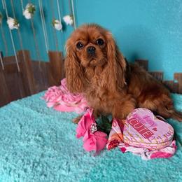 Nutka - Cavalier King Charles Spaniel