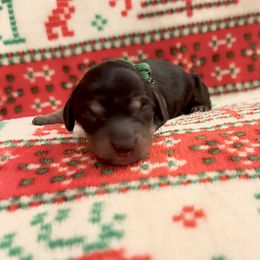 Peace - Black and cream male Dachshund puppy in Biloxi, Mississippi from Southern Doxies Ms
