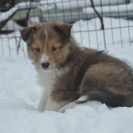 Shetland Sheepdog Puppies from Sunny Shelties