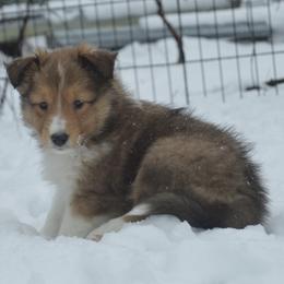 Shetland Sheepdog Puppies from Sunny Shelties
