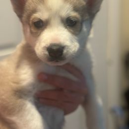 Snowy - Brown and white Siberian Husky puppy in Rancho Cucamonga, California from Rice Breeders