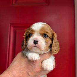 Daisy - Blenheim female Cavalier King Charles Spaniel puppy in Bonney Lake, Washington from House of Happy Cavaliers