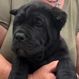 1st Pick MALE - male Cane Corso puppy in Crossville, Tennessee from CANE CORSO DI DROGHEDA
