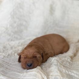 Cedar - Golden male Golden Retriever puppy in Fruitland, Idaho from Bethel Retrievers