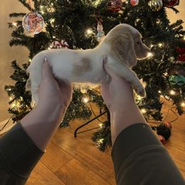 Reagan - Piebald female Dachshund puppy in Blackstone, Virginia from White Oak Kennels