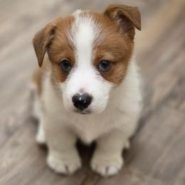 Boy 2 - Red male Pembroke Welsh Corgi puppy in Middleburg, Florida from Mulkeys Little Corgis