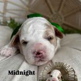 Midnight - Parti male Goldendoodle puppy in Huntington, Utah from Krispydoodle