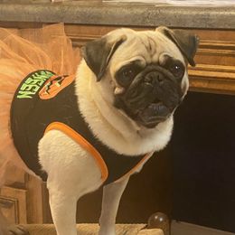 Moana - Pug
