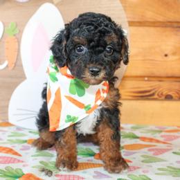 Dexter - Black male Poodle puppy in Hugo, Oklahoma from Ann R.