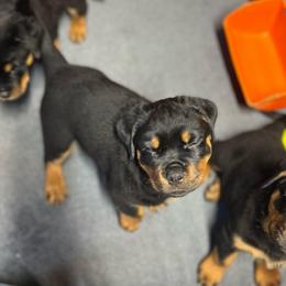 Thunder - Black and mahogany male Rottweiler puppy in Crothersville, Indiana from The Solid Rock Kennel