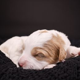 Black Pearl - Red female Bernedoodle puppy in Lehi, Utah from Heart J Bernedoodles