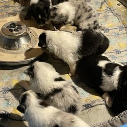 Shetland Sheepdog Puppies from Buckeye Shelties