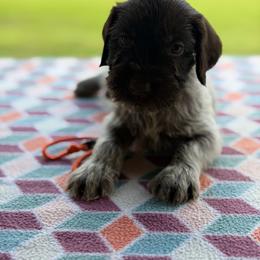 Orange Boy - Liver male German Wirehaired Pointer puppy in Reddick, Florida from Afterhours German Wirehaired Pointers and Basset Fauve de Bretagne