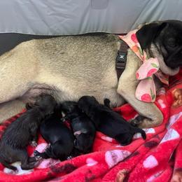 Black girl 1 - Black female Pug puppy in Onalaska, Washington from Cupid’s Pugs
