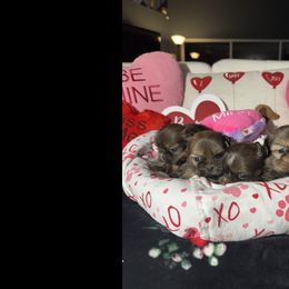 Shih Tzu Puppies from Angela Driver's Shih Tzu