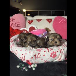Shih Tzu Puppies from Angela Driver's Shih Tzu