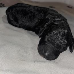Penelope - Black female Poodle puppy in Picayune, Mississippi from JEN's Poodles