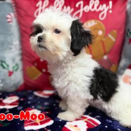 Moo-Moo - Black and white male Mal-Shi puppy in Palm Coast, Florida from Fiesta Pups