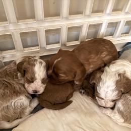 Cavalier King Charles Spaniel and Cavapoo Puppies from Cumberland Cavaliers